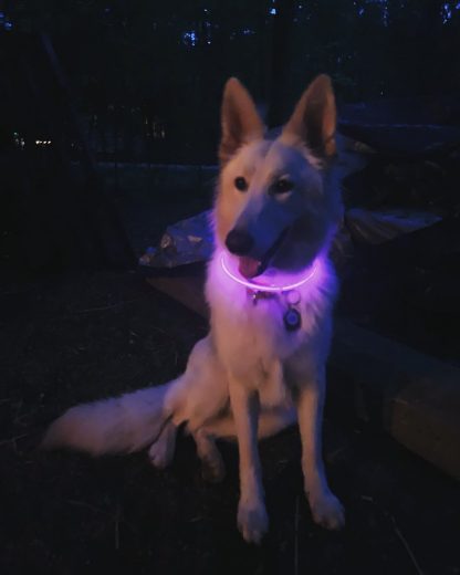 Glow sticks on dog